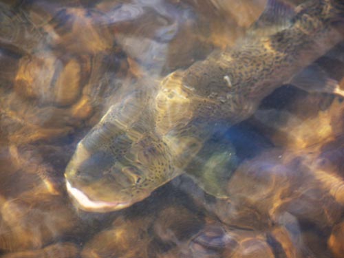 Tumin river fish